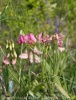 lathyrus-silvestris_