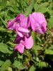 lathyrus_latifolius