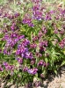 lathyrus_verus