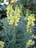 linaria_vulgaris