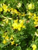 lotus_corniculatus