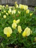 lotus_maritimus
