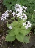 lunaria_rediviva