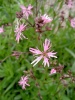lychnis_flos-cuculi