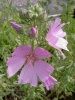 malva_alcea