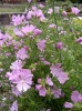 malva_moschata