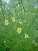 matricaria_chamomilla