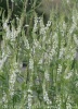 melilotus_albus