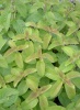 mentha_aquatica