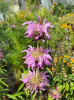 monarda_citriodora