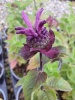 monarda_earl_grey_compact_purple_1