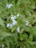 myosotis_scorpioides