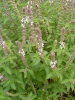 ocimum_african_green