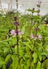 ocimum_thai_