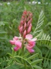 onobrychis_viciifolia