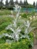 onopordum_acanthium_2