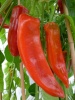 peperoni_corno_di_bue_rossoa
