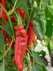 peperoni_dulce_italiano1