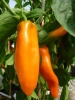 peperoni_orange_mo1_3_20170105_161247