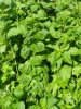 perilla_frutescens_crispa_gruena