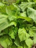 perilla_frutescens_grun_greissler_