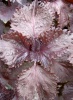 perilla_rot