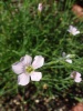 petrorhagia_saxifraga