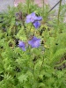polemonium_caeruleum