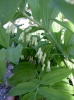 polygonatum_multiflorum