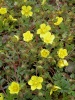 potentilla_neumanniana