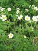 potentilla_rup__in_blte
