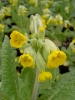 primula_veris