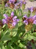 prunella_grandiflora