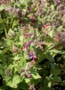 pulmonaria_officinalis0