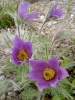 pulsatilla_vulgaris