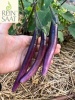 reinsaat_-little-brinjal
