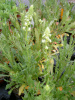 reseda_lutea