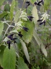 salvia_discolor
