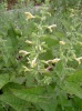 salvia_glutinosa