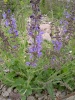 salvia_pratensis