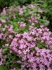 saponaria_ocymoides