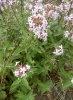 saponaria_officinalis