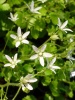 saxifraga_rotundifolia