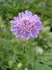 scabiosa_columbaria