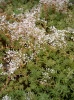 sedum_album