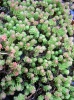 sedum_sexangulare