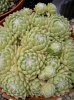 sempervivum_arachnoideum