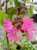 silene_dioica