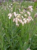 silene_vulgaris