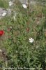 silenepratensis__